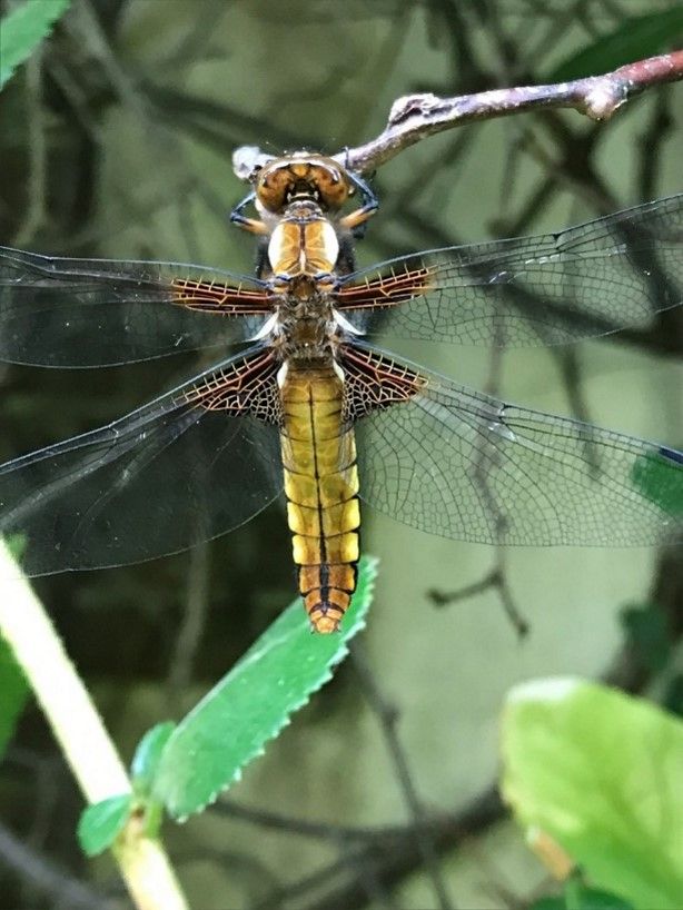 Broad back chaser Dragonfly