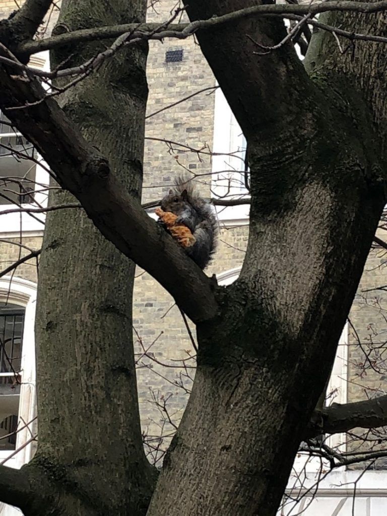 Naughty squirrel with croissant