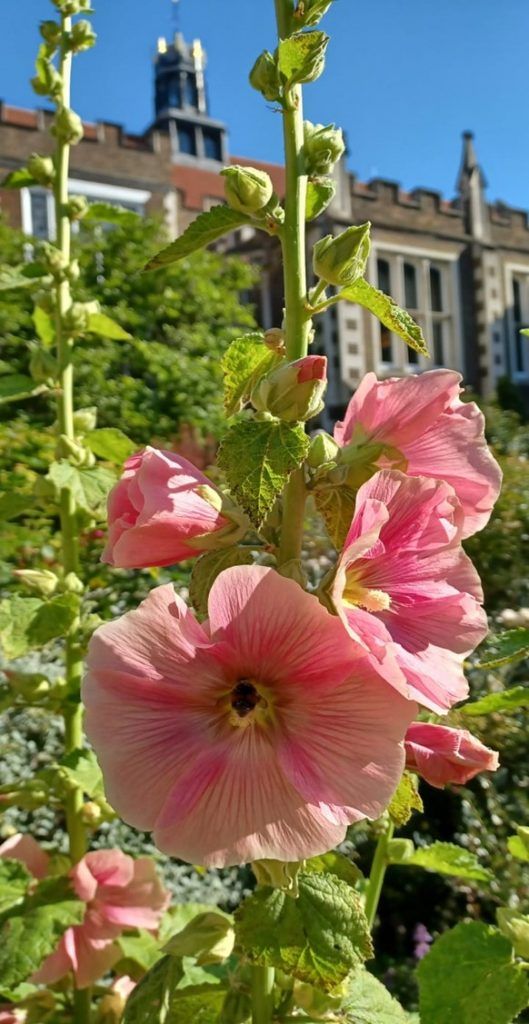 Bees on Hollyhock