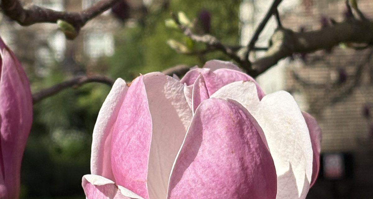 Middle Temple Photography Competition 2026